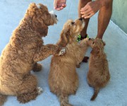 puppy_obedience_training_in_boca_raton
