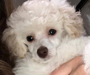 toy_poodle_lilly