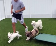 yard_jog_with_dogs