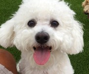 oliver_bichon