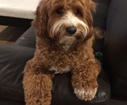 labradoodle_trainers_boynton_beach