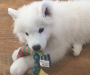 littletedsamoyed