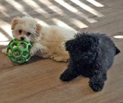 poodle_training_milo_and_mia