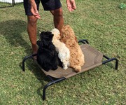 puppy_classes_delray_beach