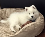 samoyedted