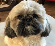 shih_tzu_training