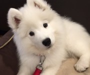 tedsamoyed