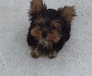 toriyorkie