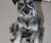 gracieschnauzer