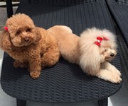 cocobaileypoodles