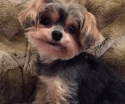 cocochanelyorkie