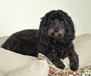 coopercockapoo