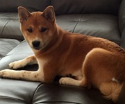 dukieshibainu