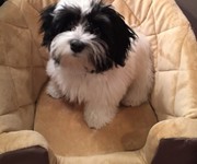 audiehavanese