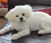 avimaltipoo