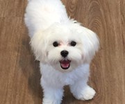 baby_maltese_pad_training_puppies