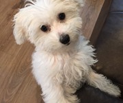 bichon_puppy_penelope